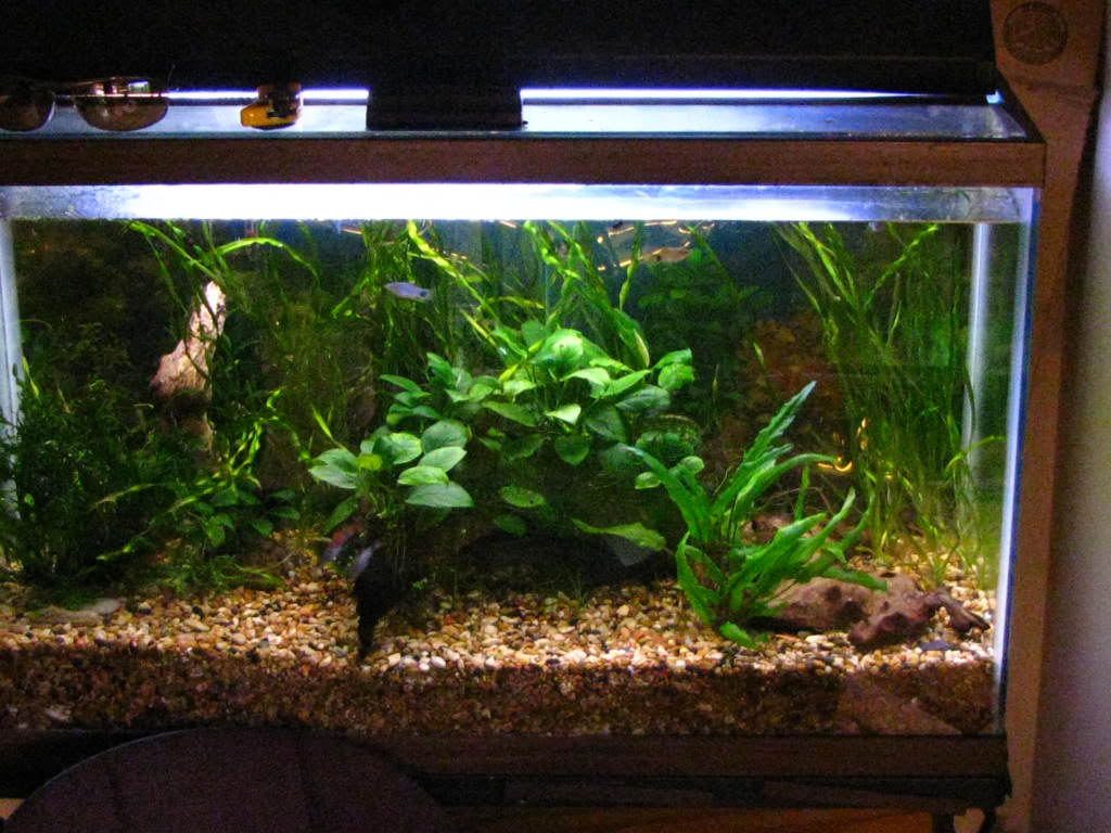 راهنمای نگهداری و پرورش گیاهان آکواریومی - آنوبیاس قهوه